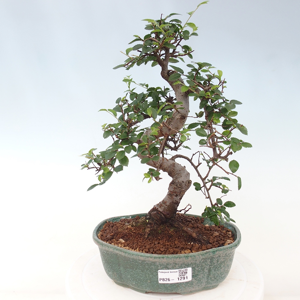 Pokojová bonsai - Ulmus parvifolia - Malolistý jilm