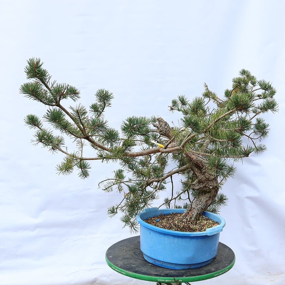 Pinus sylvestris Španělsko - borovice lesní