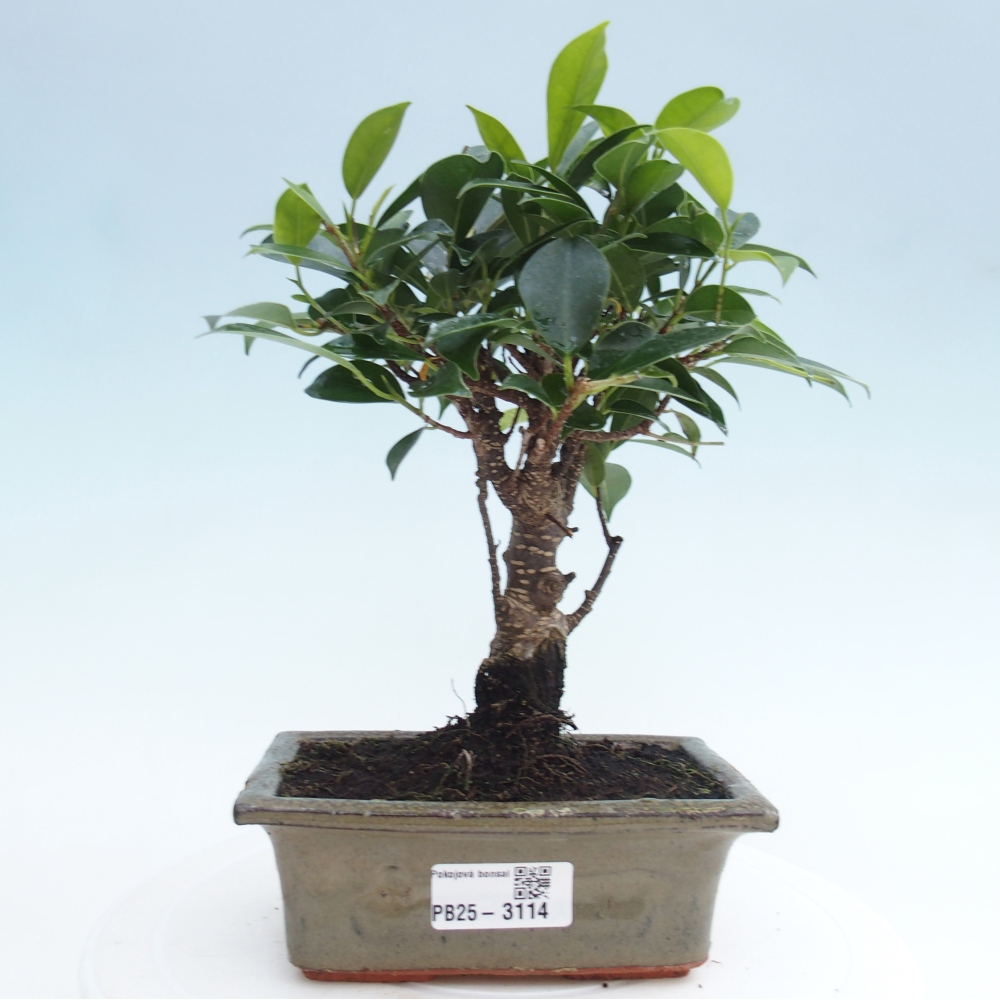 Pokojová bonsai - Ficus retusa -  malolistý fíkus
