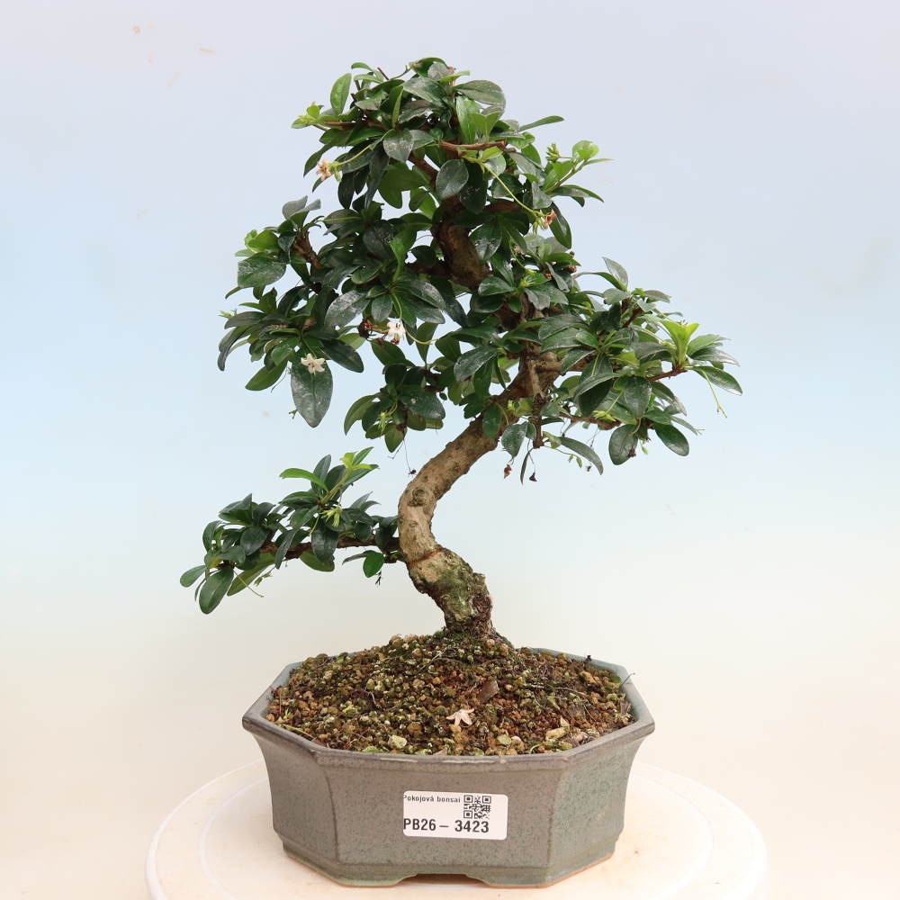 Pokojová bonsai - Carmona macrophylla - Čaj fuki