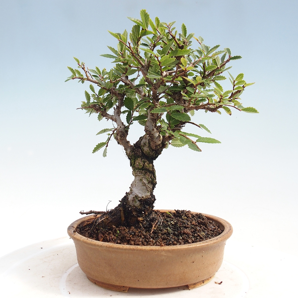 Venkovní bonsai - Zelkova - Zelkova NIRE