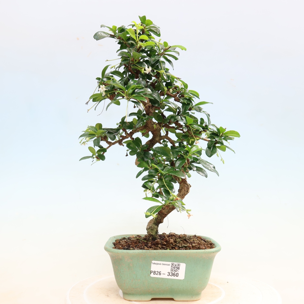 Pokojová bonsai - Carmona macrophylla - Čaj fuki