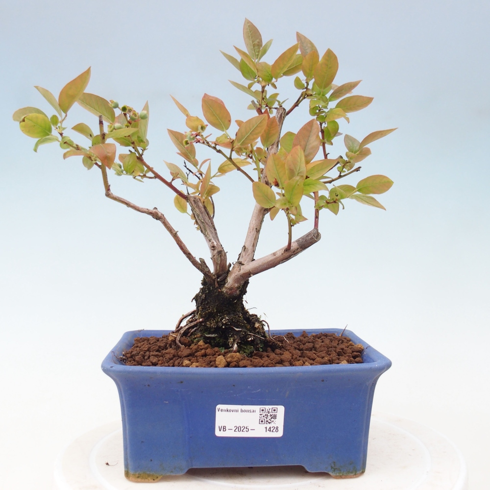 Venkovní bonsai - kanadská borůvka - Vaccinium corymbosum