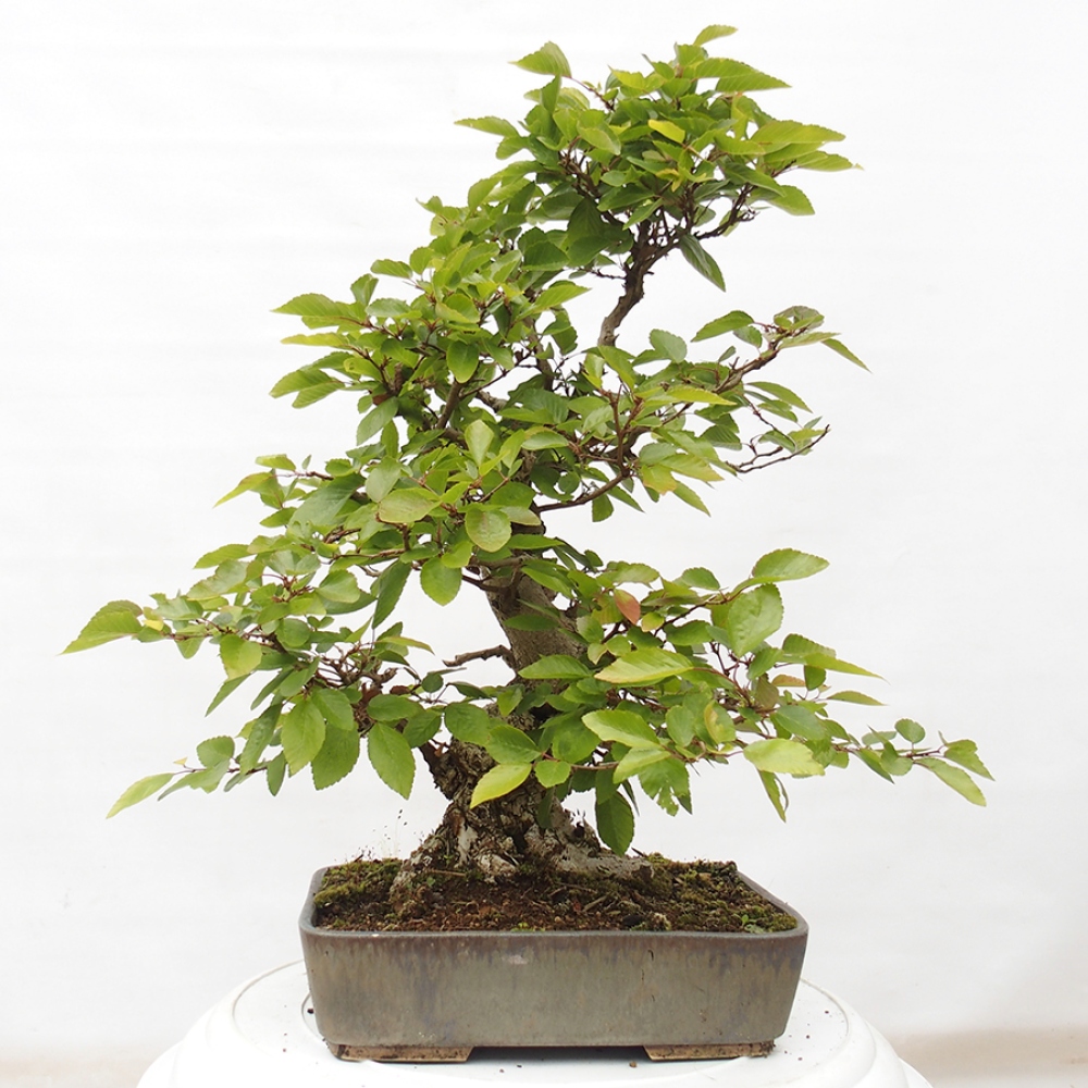 Venkovní bonsai -Carpinus CARPINOIDES - Habr korejský