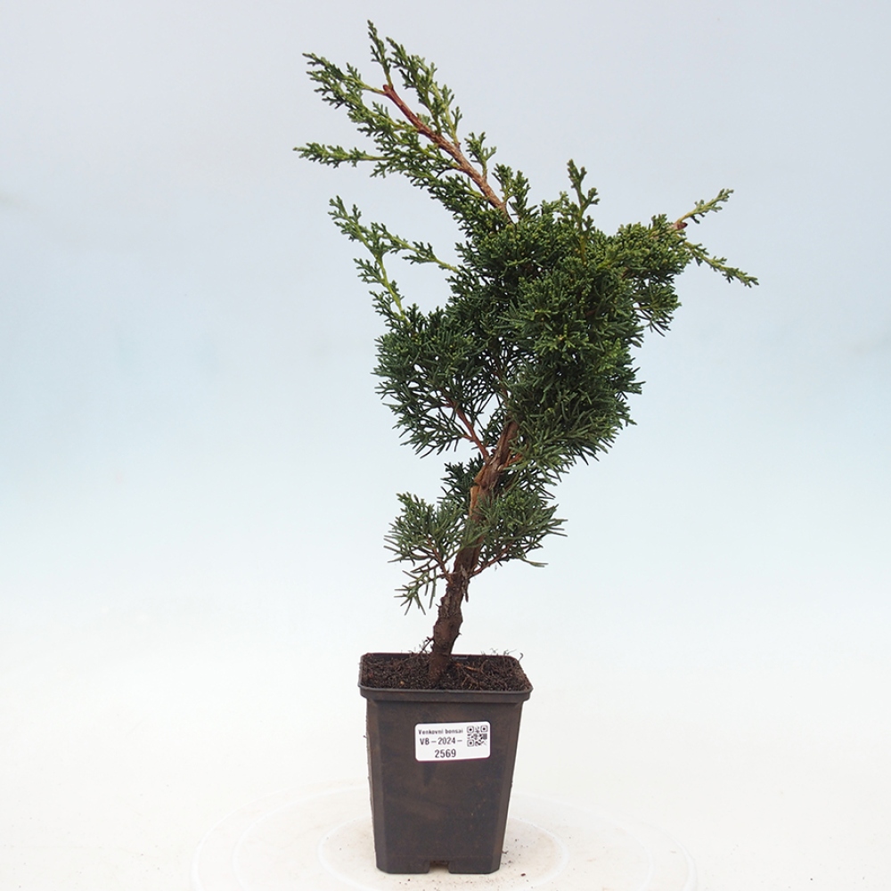 Venkovní bonsai - Juniperus chinensis Kishu -Jalovec čínský