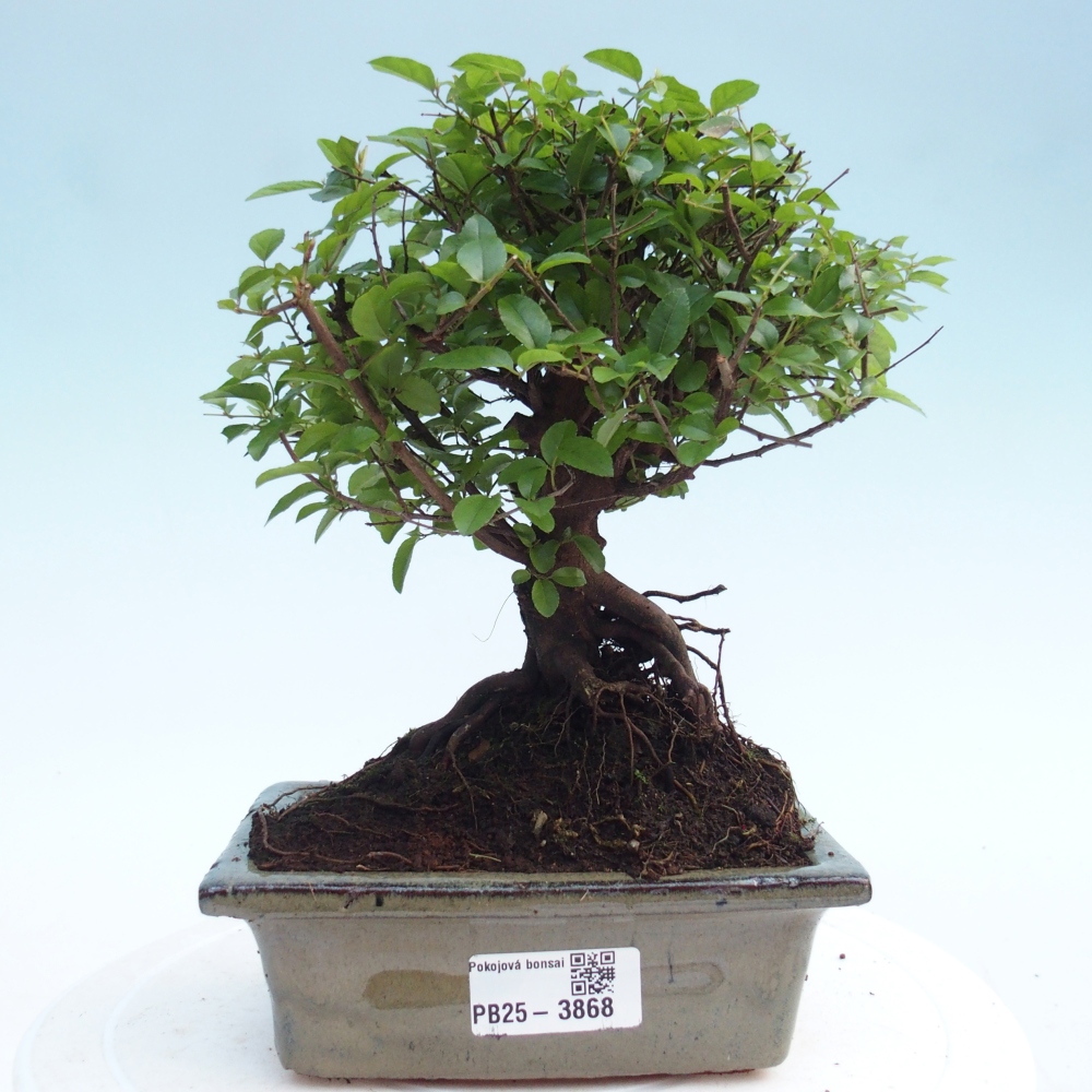 Pokojová bonsai - Sagerécie thea - Sagerécie thea