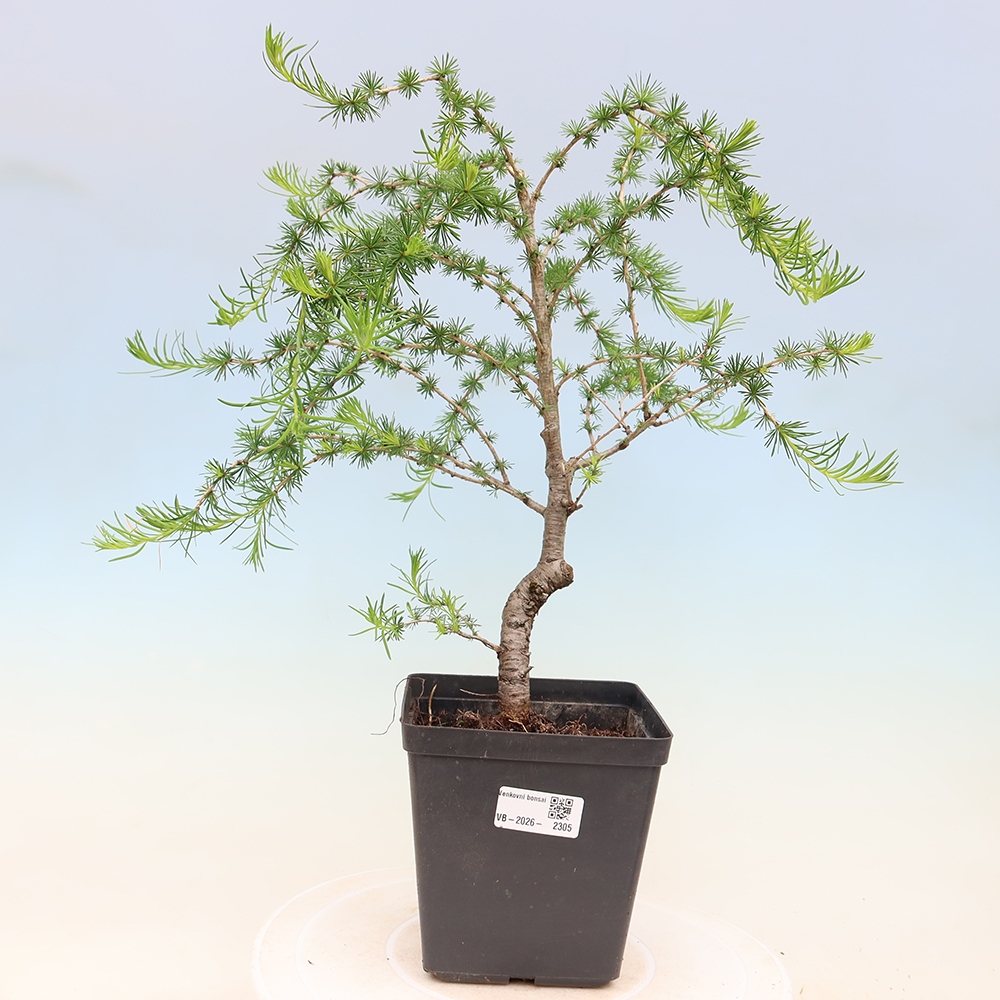 Venkovní bonsai -Larix decidua - Modřín opadavý 