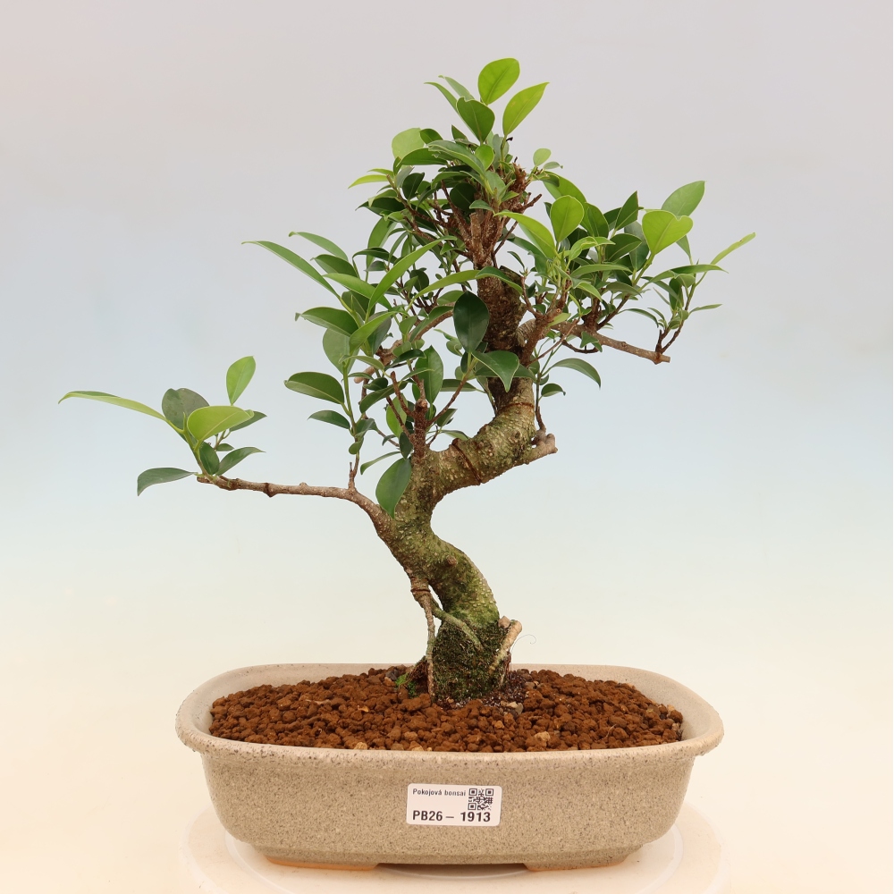 Pokojová bonsai - Ficus kimmen -  malolistý fíkus