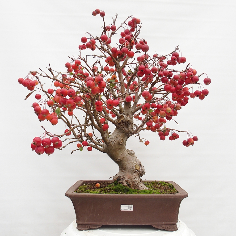 Venkovní bonsai -Malus halliana - Maloplodá jabloň