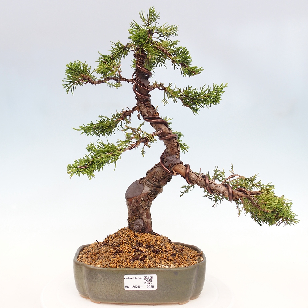 Venkovní bonsai - Juniperus chinensis Itoigawa -Jalovec čínský