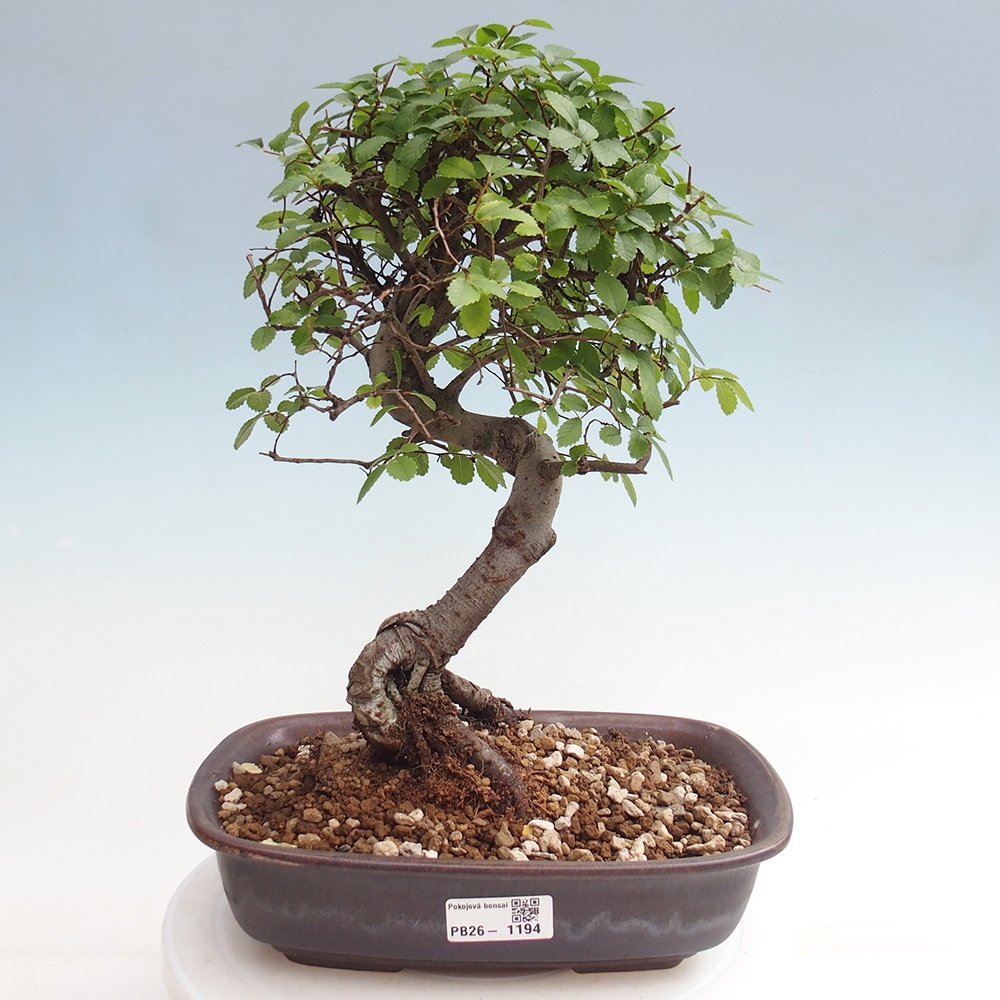 Pokojová bonsai - Ulmus parvifolia - Malolistý jilm