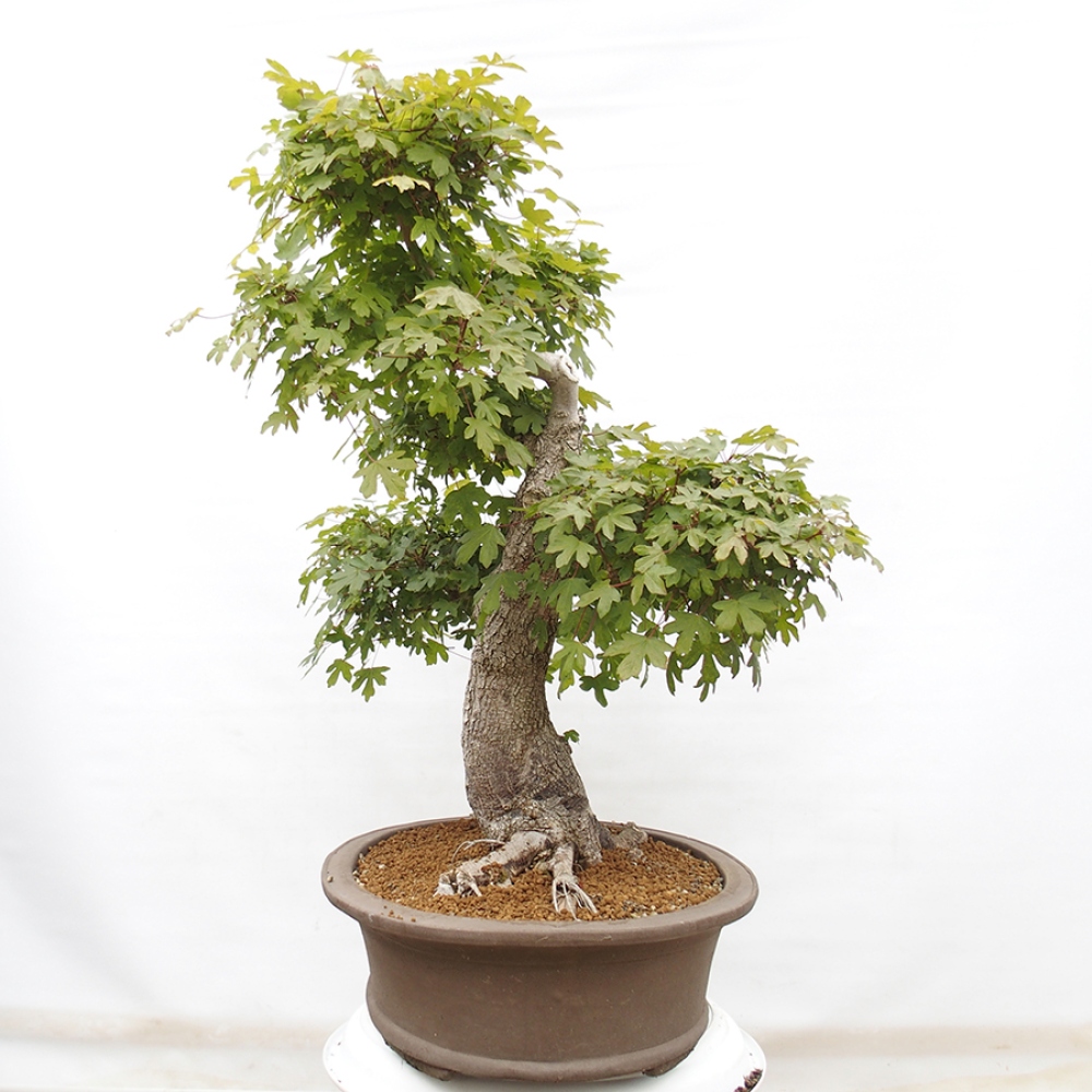Venkovní bonsai - Javor Francouzský - Acer Nonspessulanum