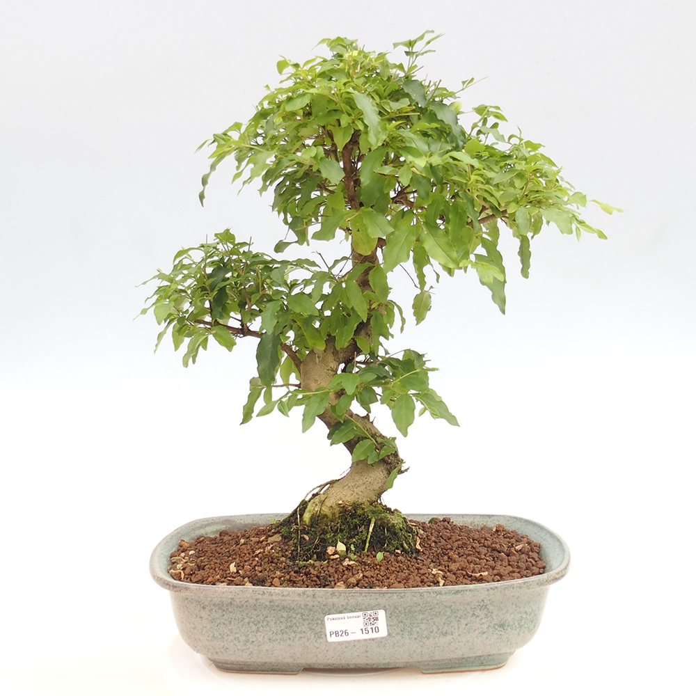 Pokojová bonsai -Ligustrum chinensis - Ptačí zob