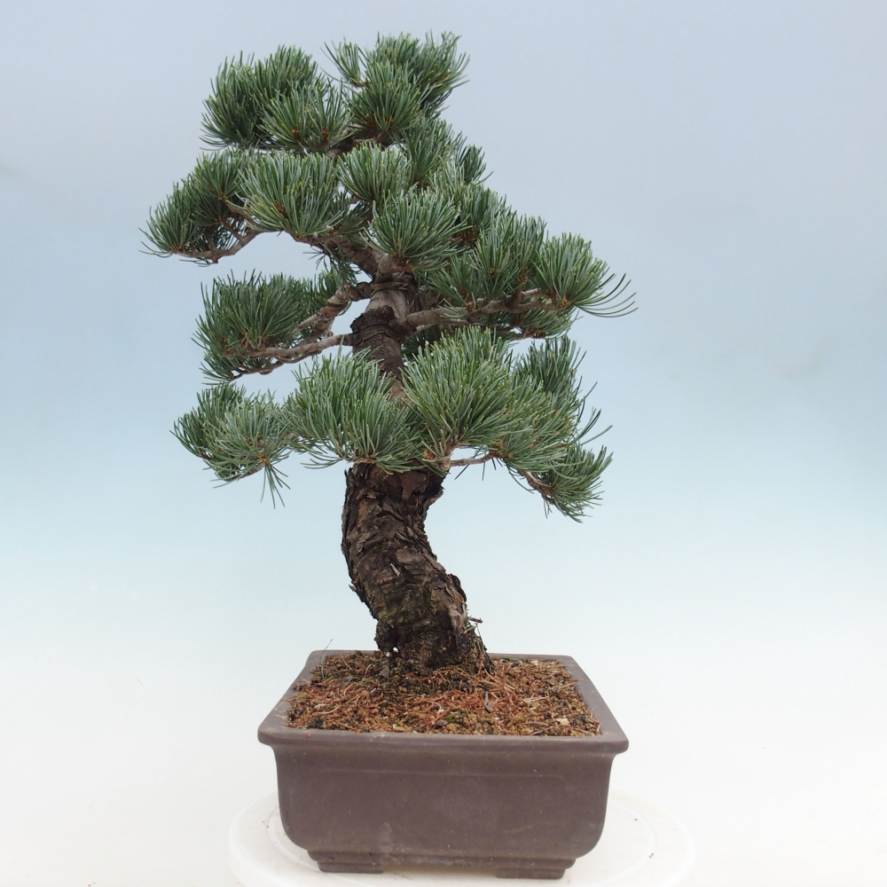 Venkovní bonsai - Pinus parviflora - Borovice drobnokvětá