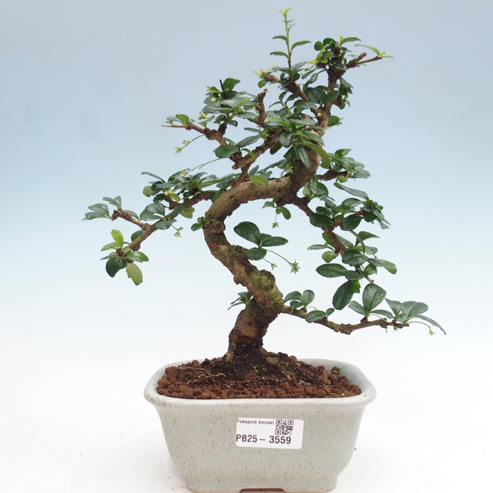 Pokojová bonsai - Carmona macrophylla - Čaj fuki