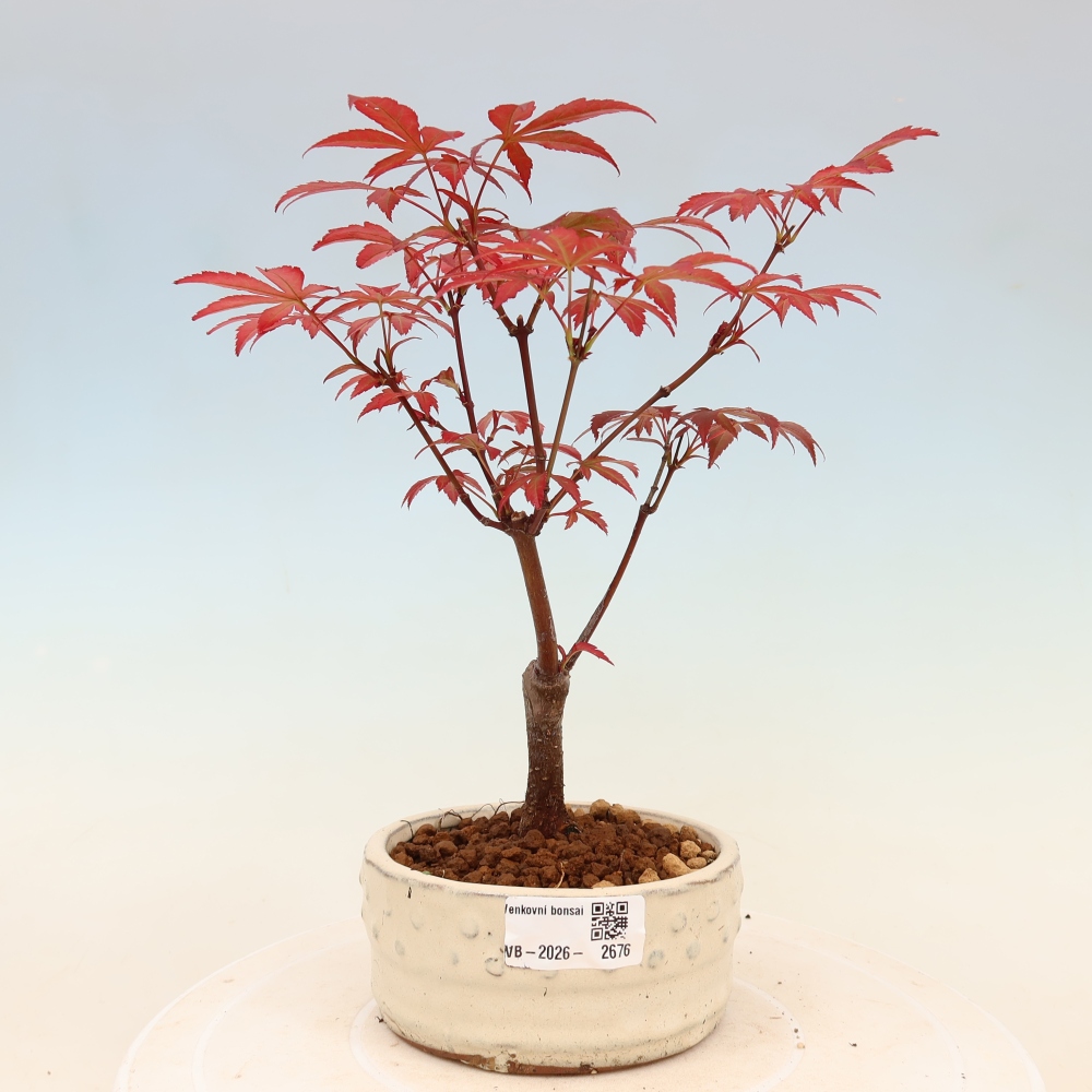 Venkovní bonsai - Acer palm. Atropurpureum-Javor dlanitolistý