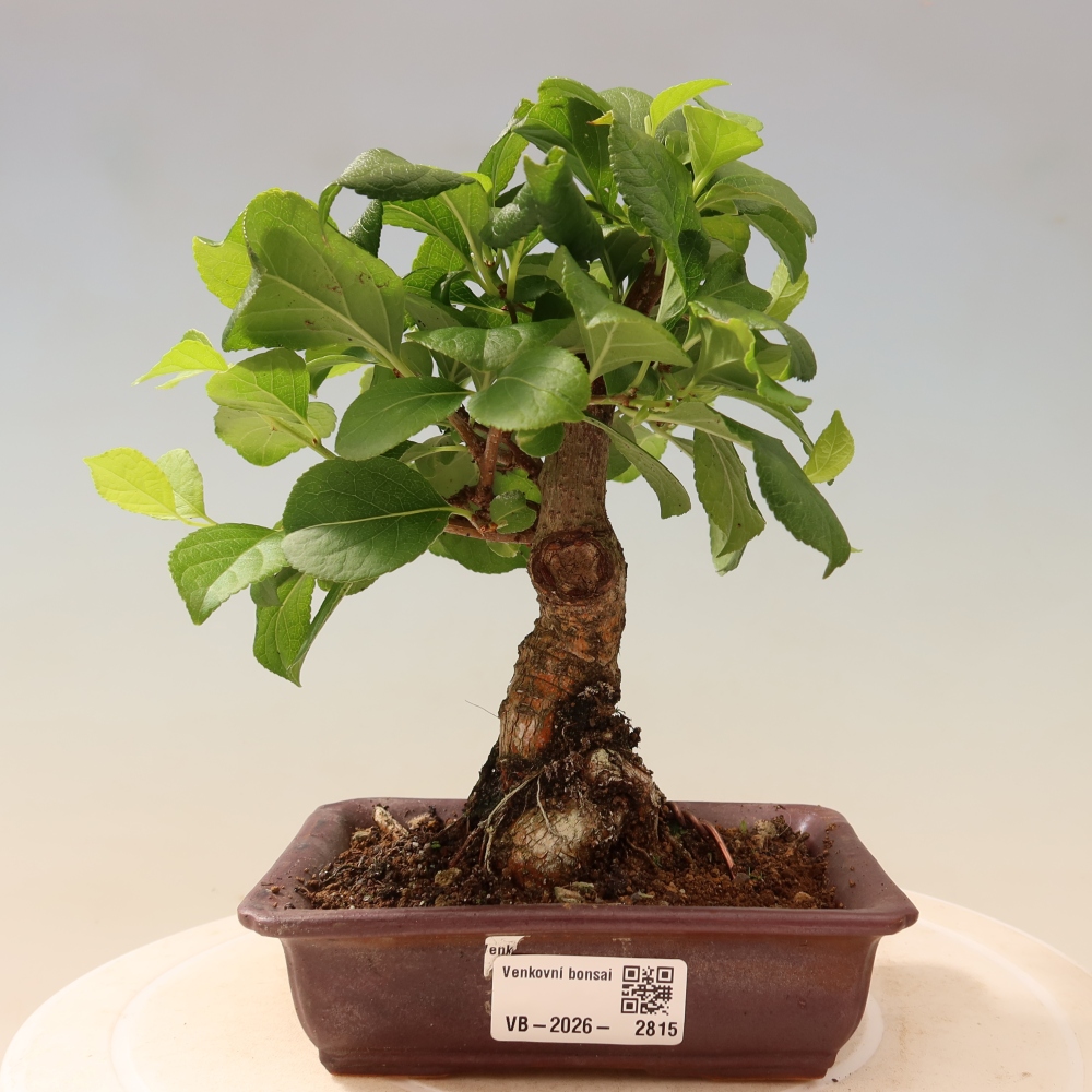 Venkovní bonsai - Celastrus  orbiculatus - Jesenec okrouhlolistý