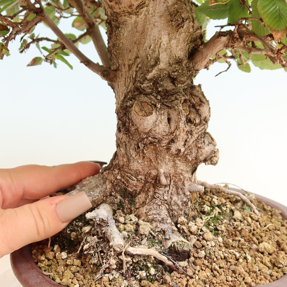 Venkovní bonsai -Carpinus CARPINOIDES - Habr korejský