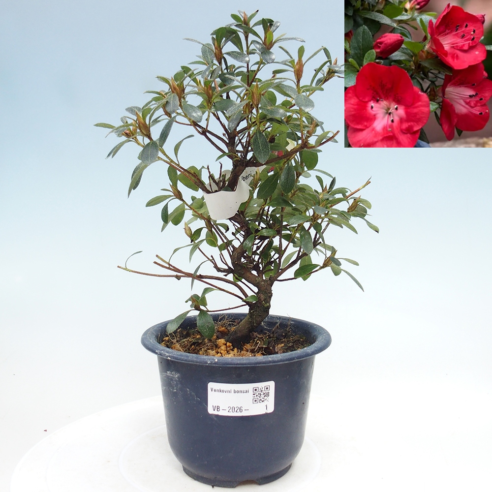 Venkovní bonsai - Japonská azalka - Azalea Benibeni