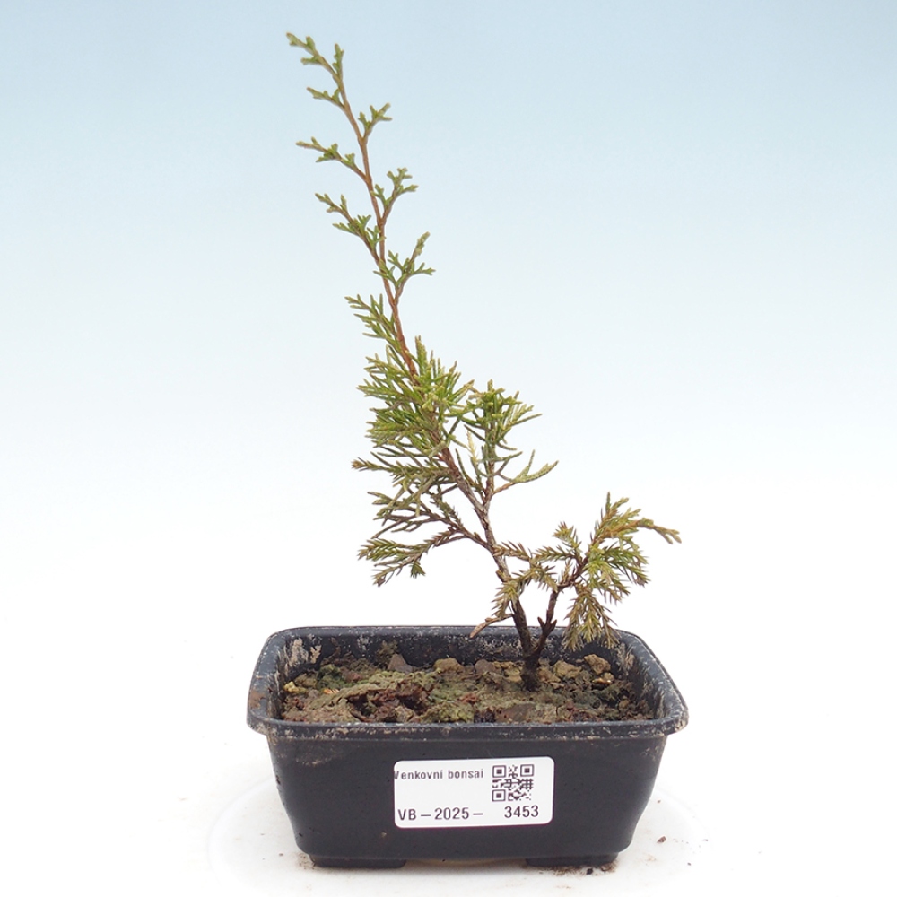 Venkovní bonsai - Juniperus chinensis Itoigawa -Jalovec čínský