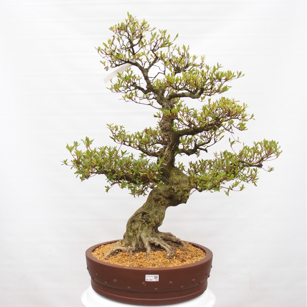 Venkovní bonsai - Japonská azalka - Azalea Kotobukietsu