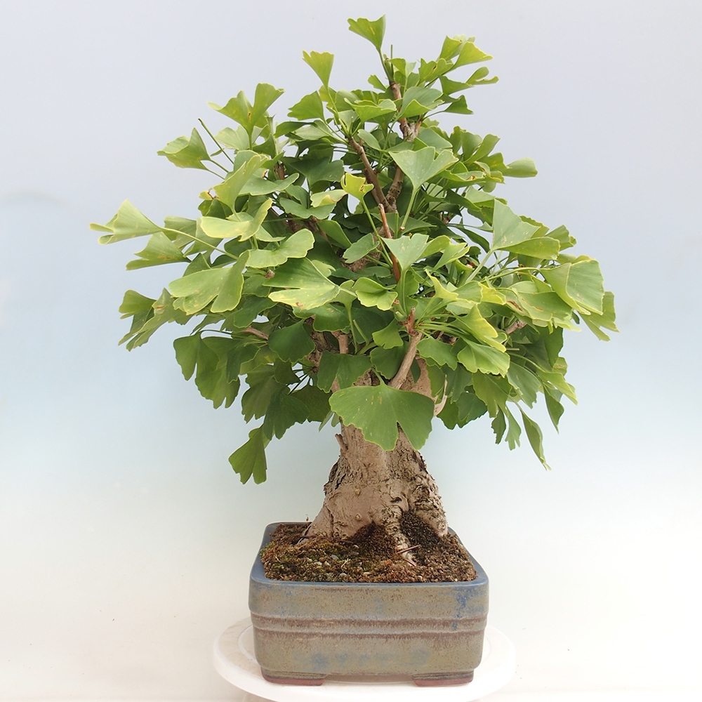 Venkovní bonsai - Jinan dvoulaločný - Ginkgo biloba