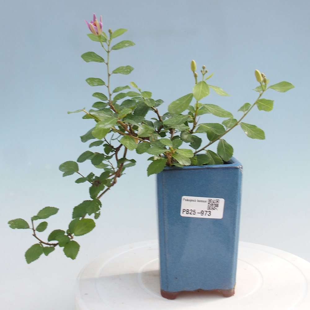 Pokojová bonsai - Grewia occidentalis - Hvězdice levandulová