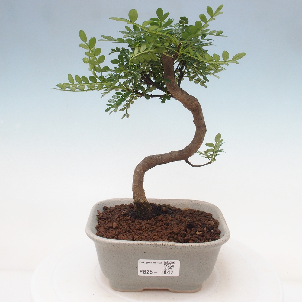 Pokojová bonsai - Zantoxylum piperitum - pepřovník