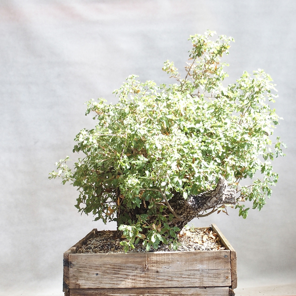 Venkovní bonsai Quercus Cerris - Dub Cer