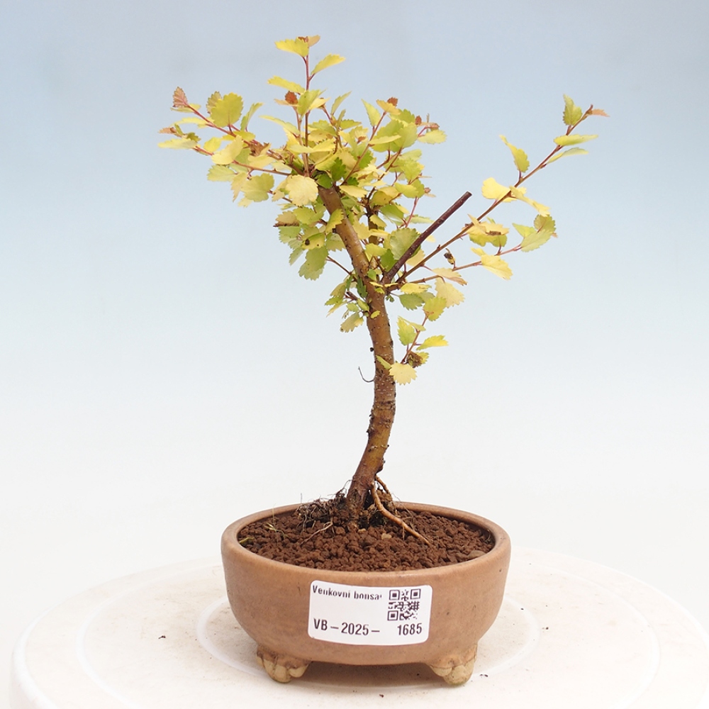 Venkovní bonsai - bříza trpasličí - Betula NANA Treasure
