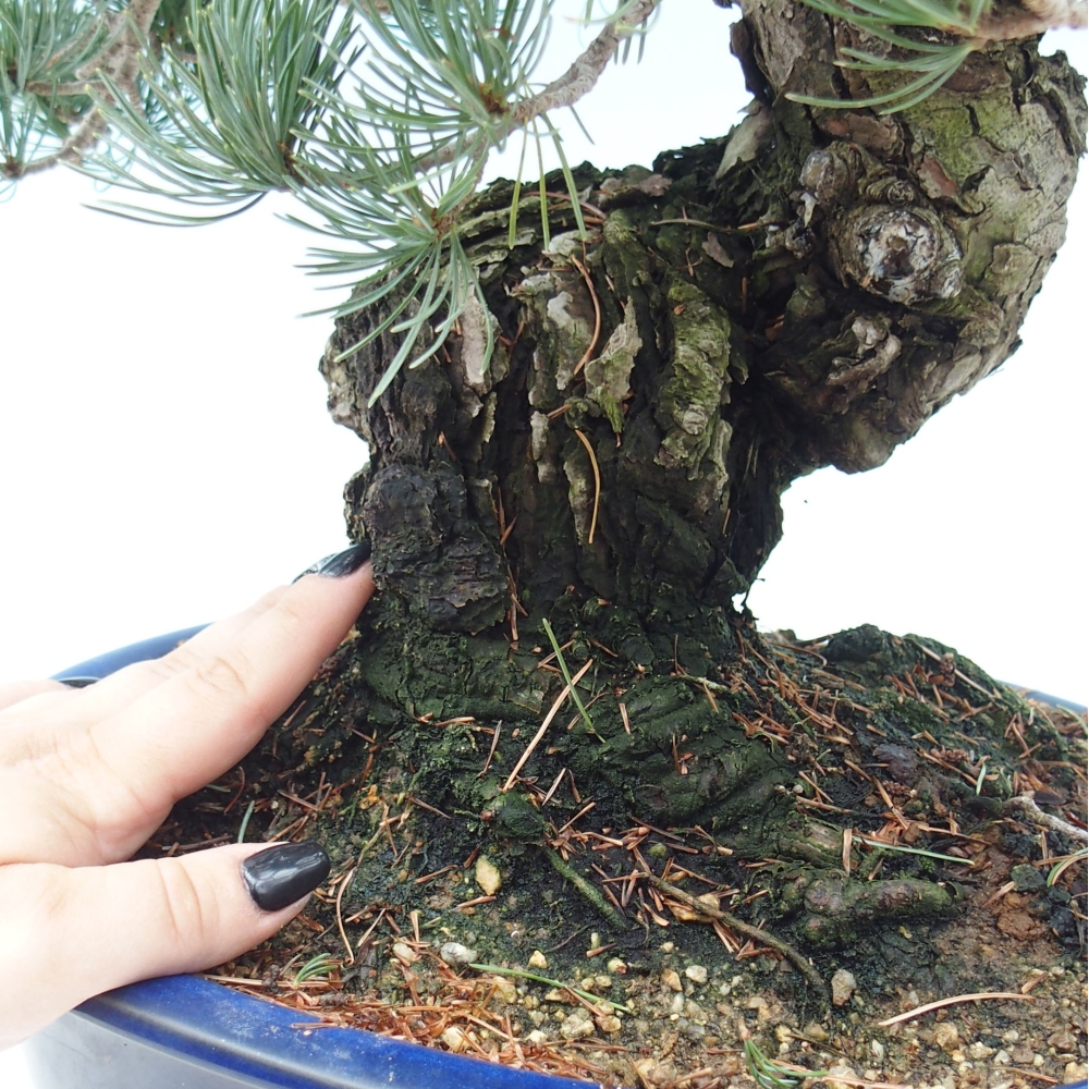Venkovní bonsai - Pinus parviflora - Borovice drobnokvětá