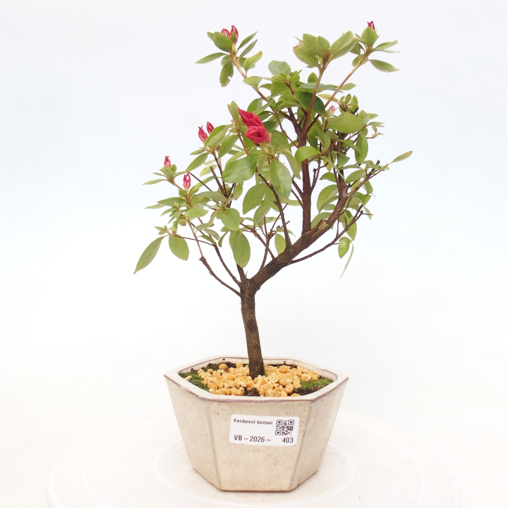 Venkovní bonsai - Japonská azalka - Azalea sp.