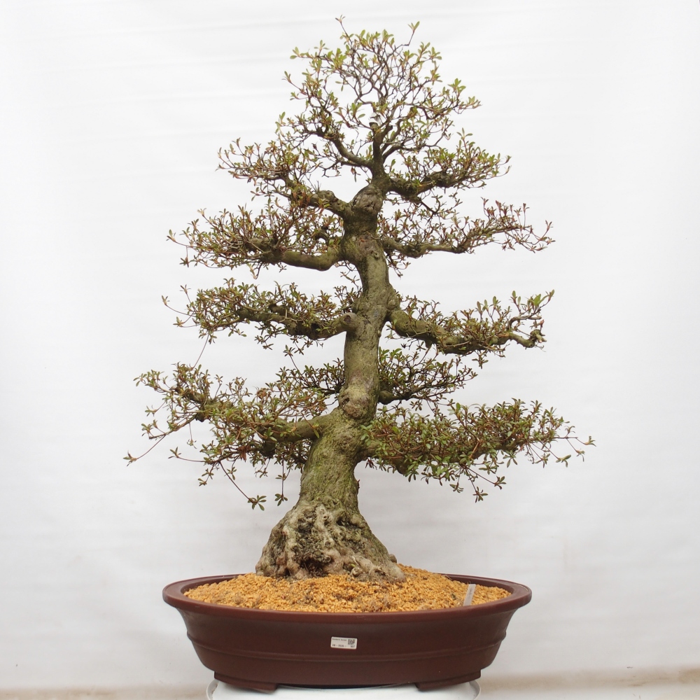 Venkovní bonsai - Japonská azalka - Azalea Kinu-no-Hikari