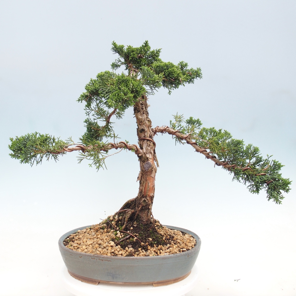 Venkovní bonsai - Juniperus chinensis Kishu -Jalovec čínský