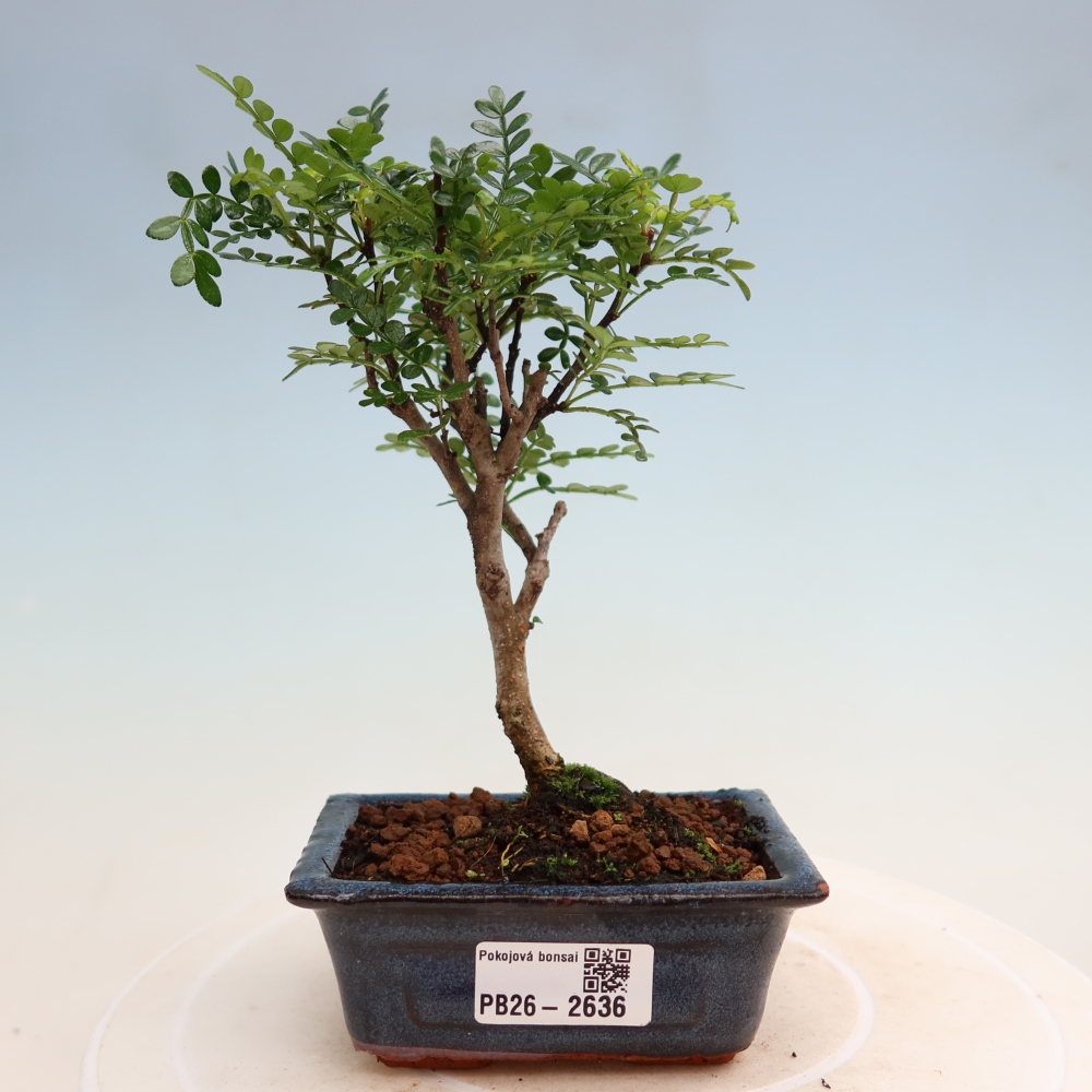 Pokojová bonsai - Zantoxylum piperitum - pepřovník