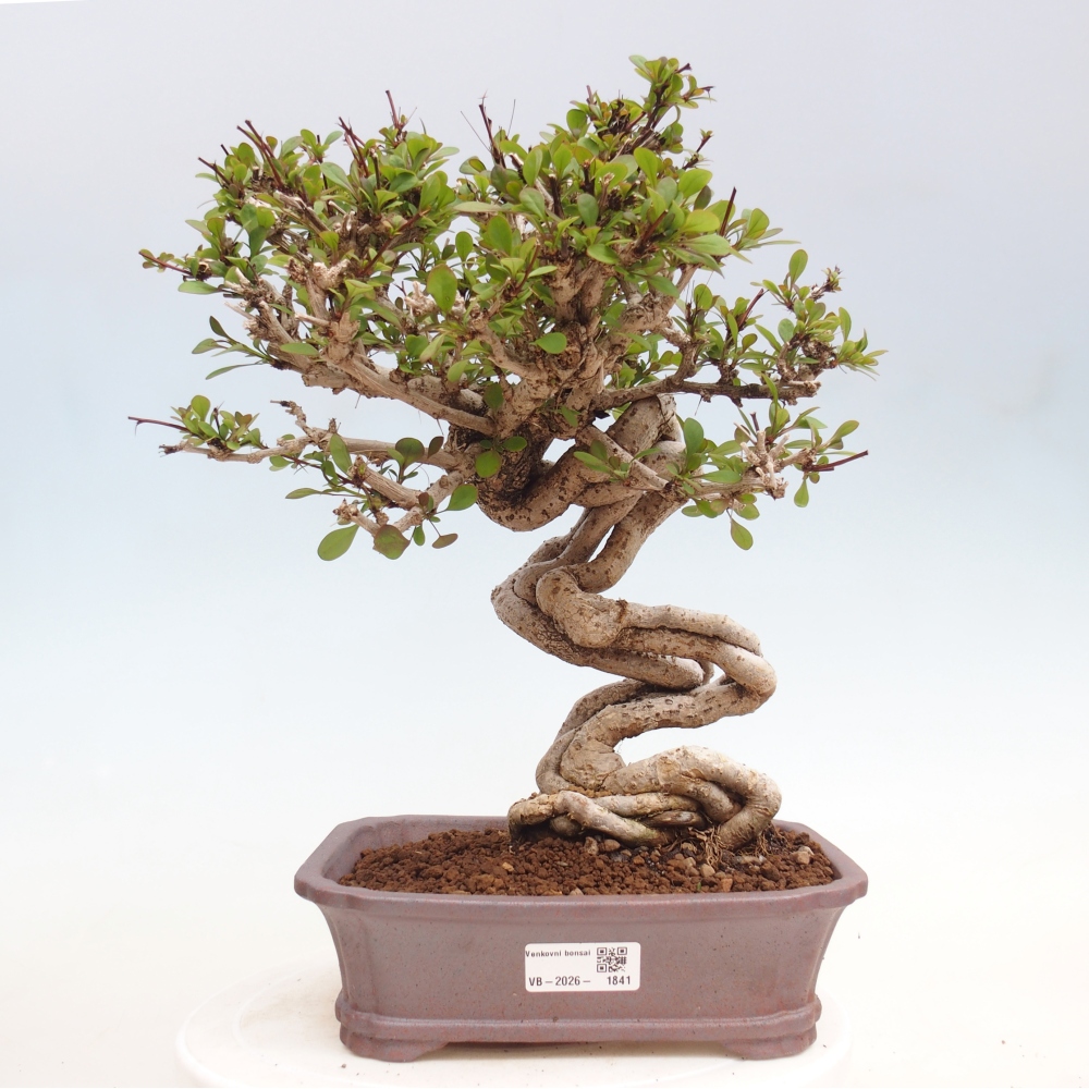 Venkovní bonsai - Berberis coreana - Dřištál korejský