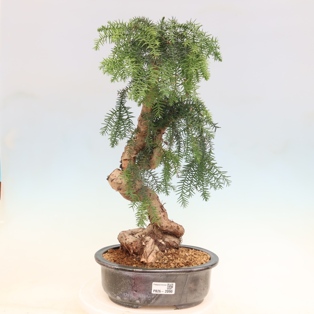 Pokojová bonsai - Araukarie - pokojový smrček