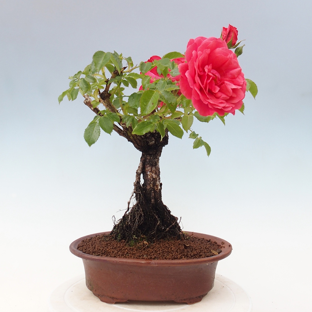 Venkovní bonsai - Rosa Kordes -  růže