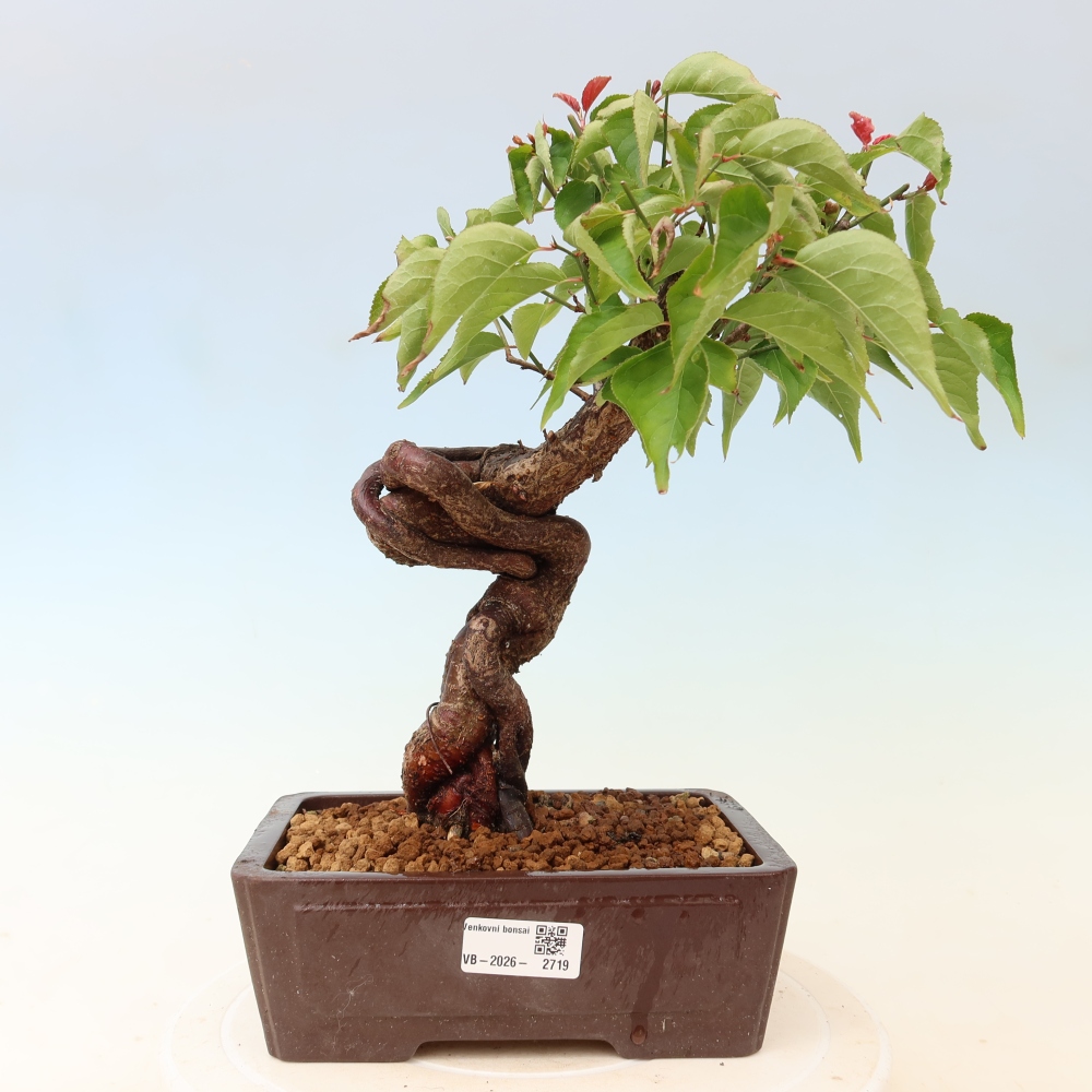 Venkovní bonsai -Japonská meruňka - Prunus Mume