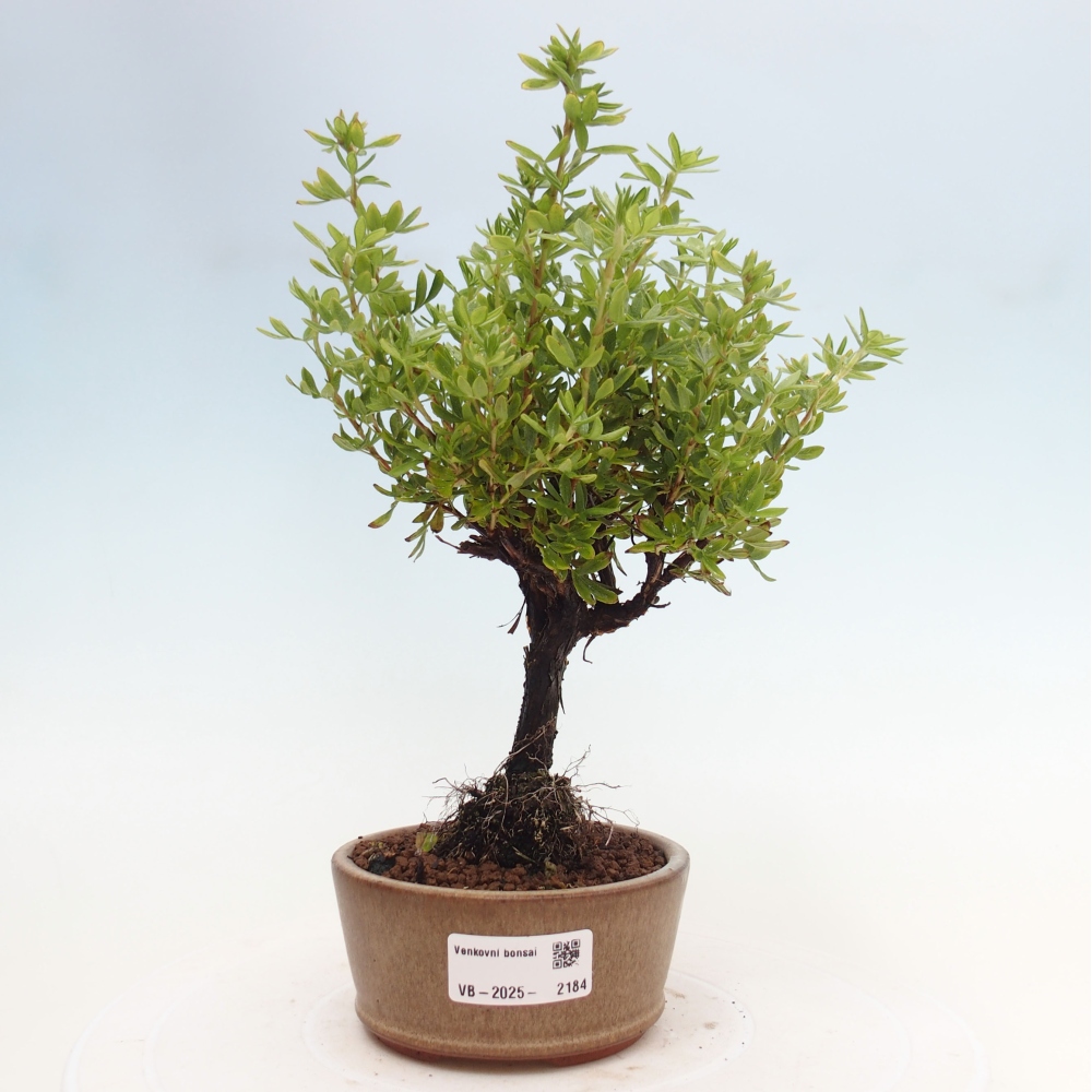 Venkovní bonsai-Mochna křovitá - potentila fruticosa yellow Bird
