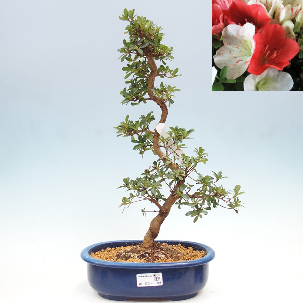 Venkovní bonsai - Japonská azalka - Azalea Asahi-no-izumi