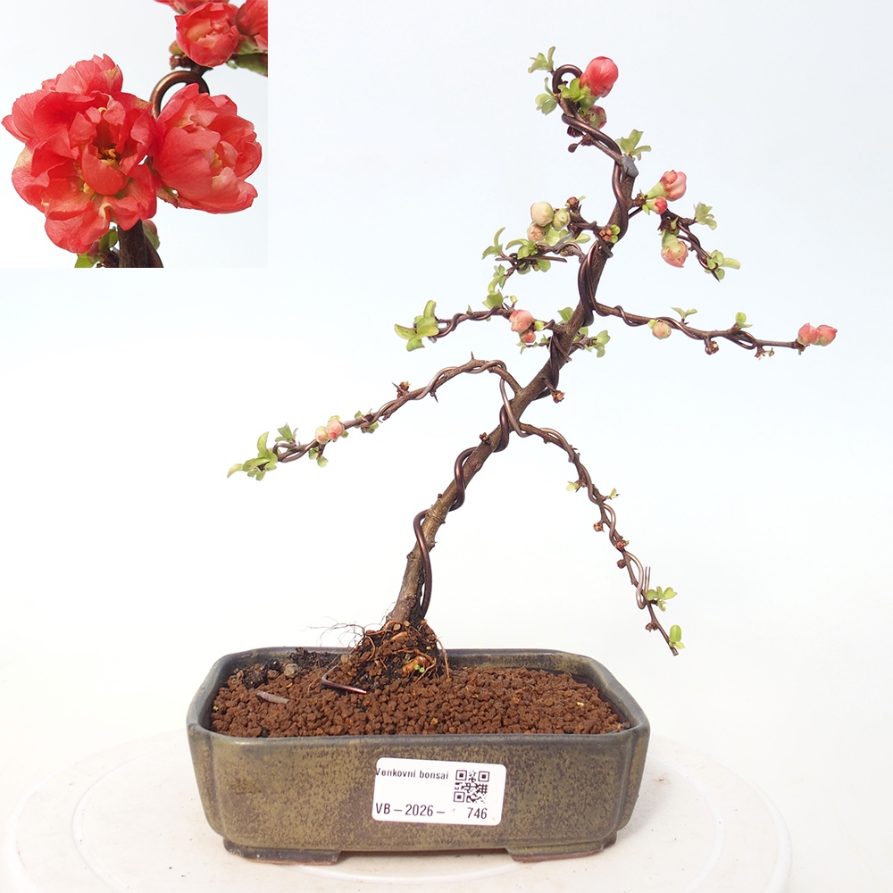 Venkovní bonsai - Chaneomeles s. Red Joy - Kdoulovec 