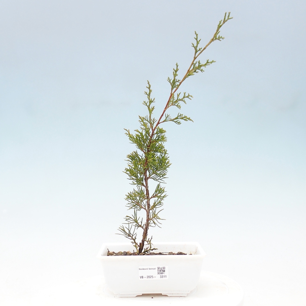 Venkovní bonsai - Juniperus chinensis Itoigawa -Jalovec čínský