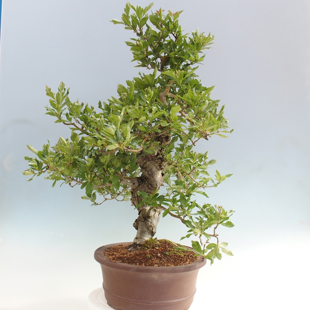 Venkovní bonsai - Hloh klínovitý - Crataegus cuneata