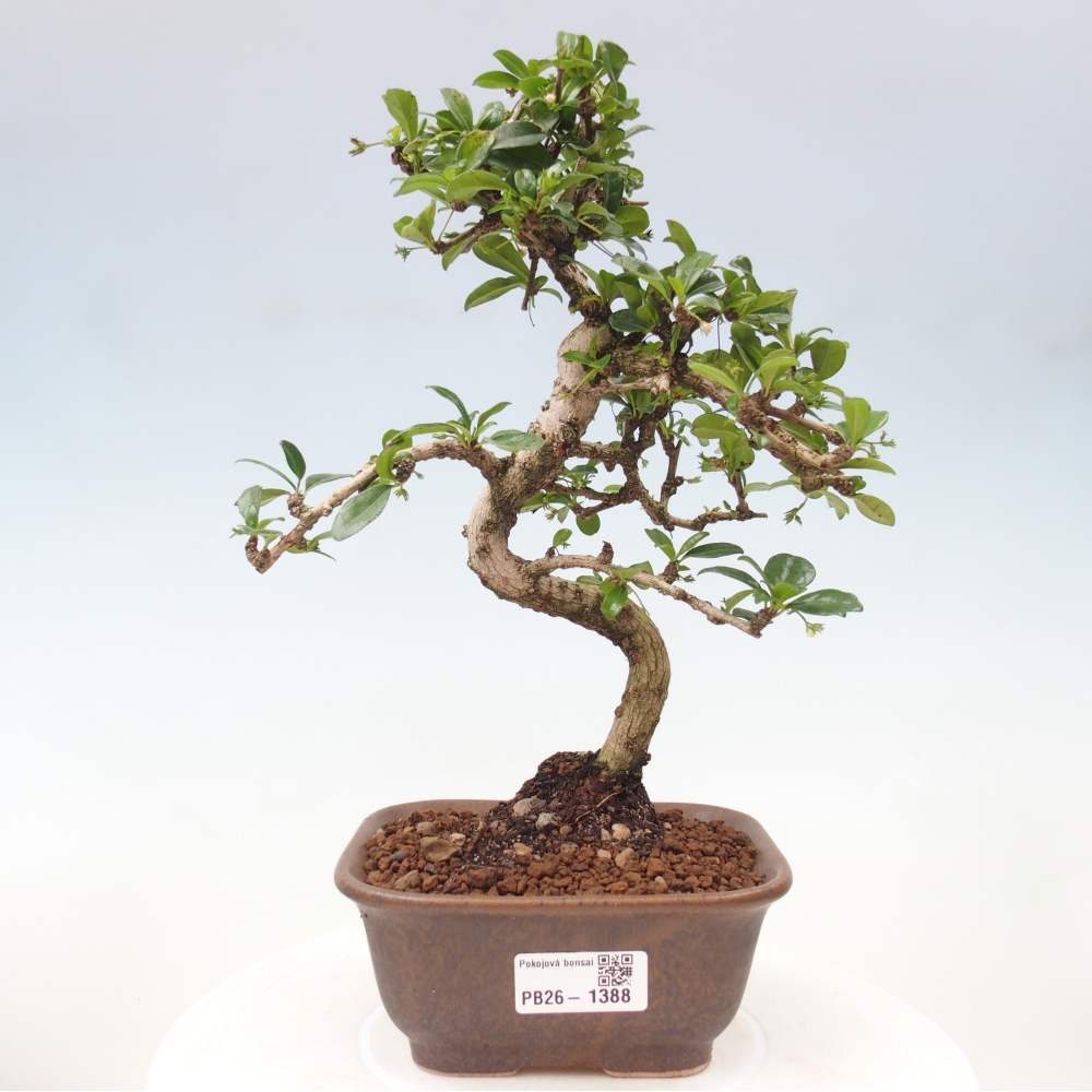 Pokojová bonsai - Carmona macrophylla - Čaj fuki