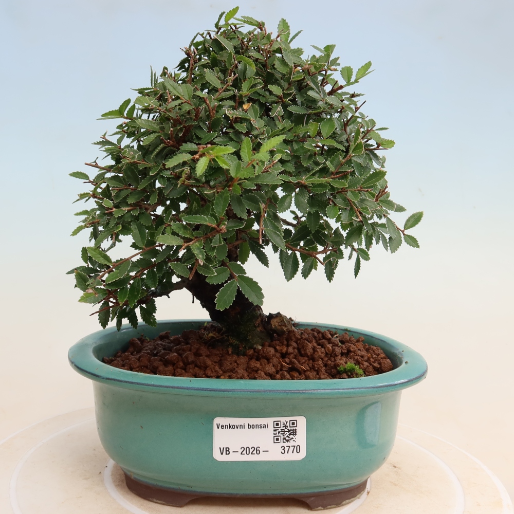 Venkovní bonsai - Zelkova - Zelkova NIRE