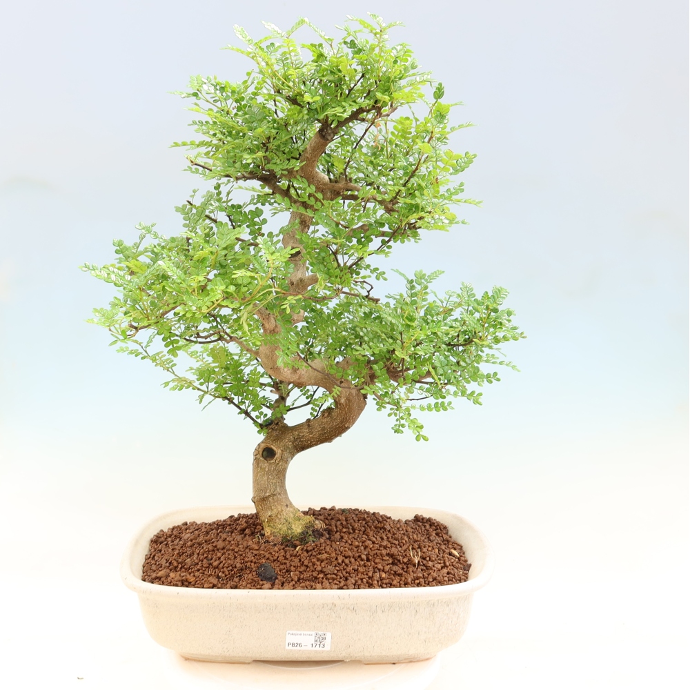 Pokojová bonsai - Zantoxylum piperitum - pepřovník
