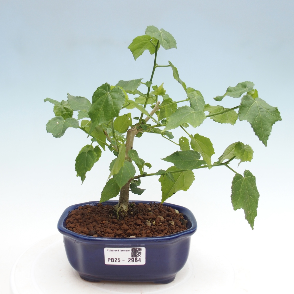 Pokojová bonsai - Malvaviscus arboreus - ibiškovec dřevnatý