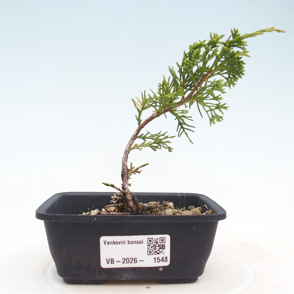 Venkovní bonsai - Juniperus chinensis Itoigawa -Jalovec čínský