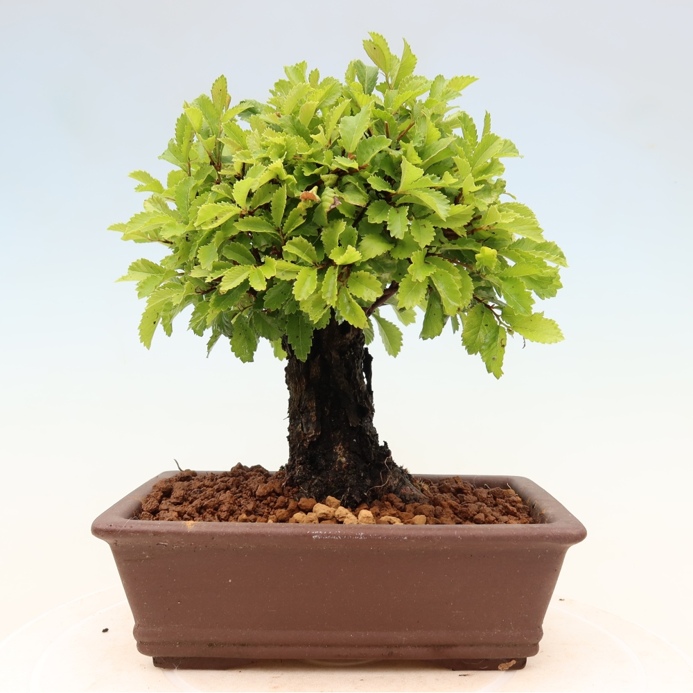 Venkovní bonsai - Zelkova - Zelkova NIRE